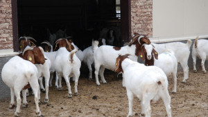 Гради се втора ферма за месодайни кози от породата Боер - Снимка 2