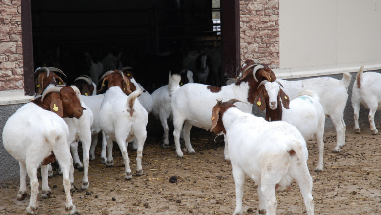 Гради се втора ферма за месодайни кози от породата Боер