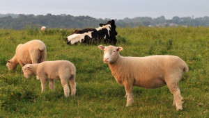 Лоши прогнози: Спад в поголовието на млечни крави и овце у нас