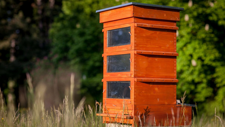 За пчелари: Вижте какви са добрите практики за хранене и профилактика