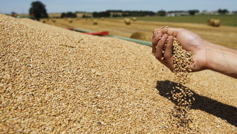 Преди края на жътвата: Пшеницата е с близо 40% повече
