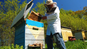 Демонстрация в пчелин: Особености при майкопроизводството