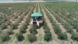 България държи първенството по машинно бране на малини в ЕС