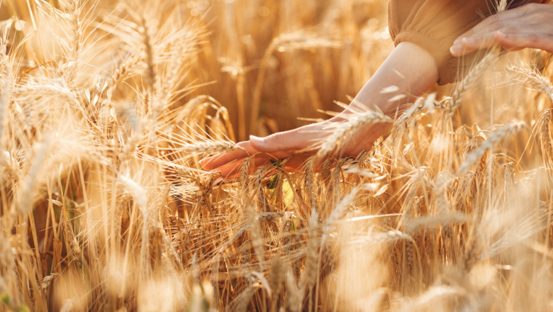 Борси: Цените на пшеницата са във вихъра си
