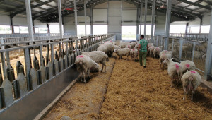 Ферма в Новозагорско развъжда Източнофризийски овце