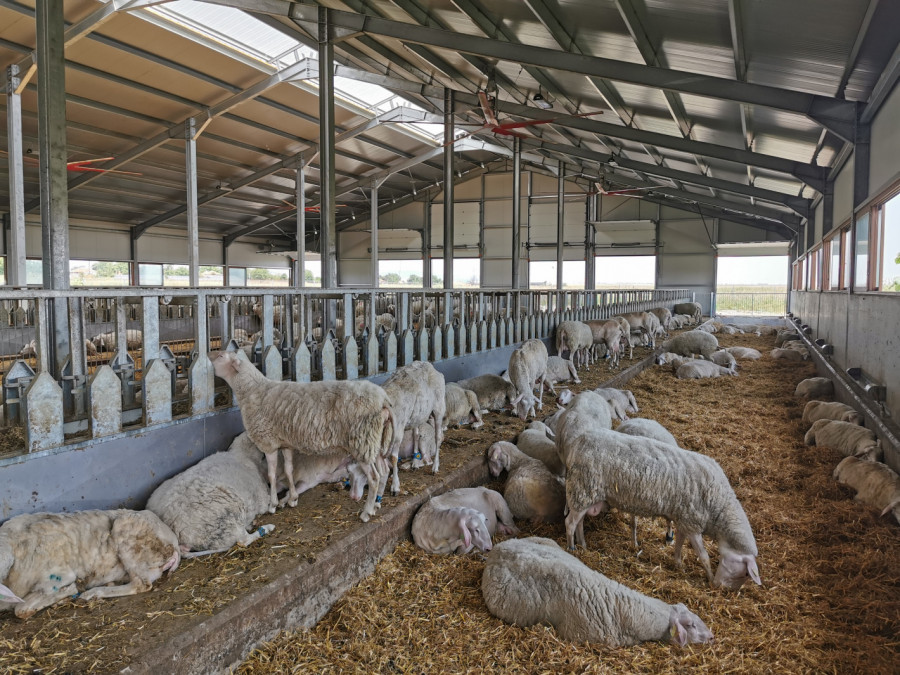 Източнофризийски овце в село Богданово - Снимка 2