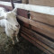 Българска бяла млечна коза