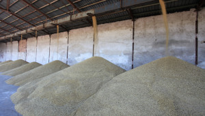 Нови прогнози: Очакваме около 7 млн. тона пшеница