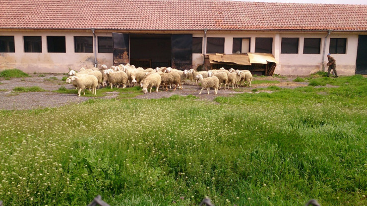 Овцевъдна ферма търси работник - Снимка 1