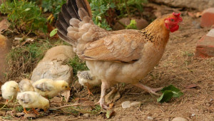 Как да намалим в 5 стъпки антибиотиците в животновъдството?