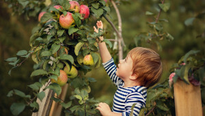 Ябълкова ли ще е годината? Средните добиви от културата растат - Снимка 1