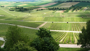 Френските винопроизводители се върнаха в 1977 г.