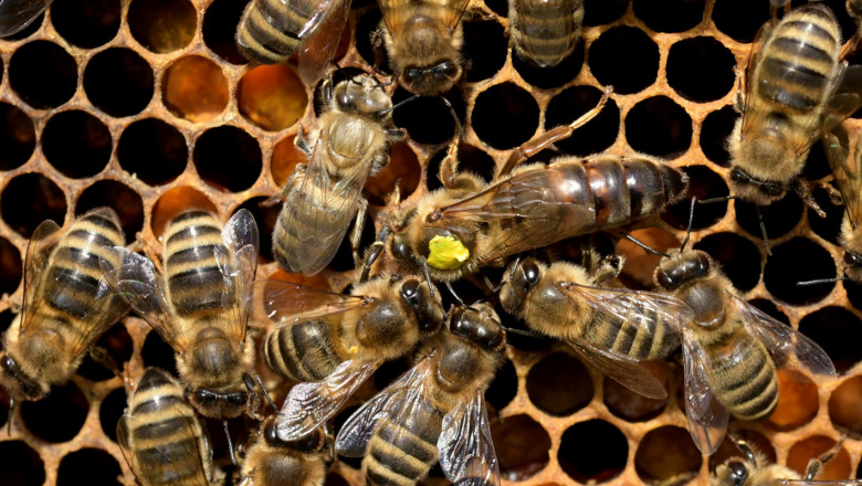 Вижте кои пчеларски дейности ще се подпомагат до края на 2022 г.