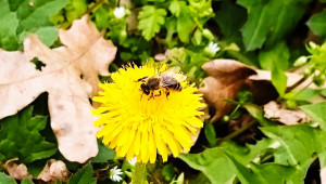 Пчелар: По-малки количества мед, по-висока цена - Agri.bg