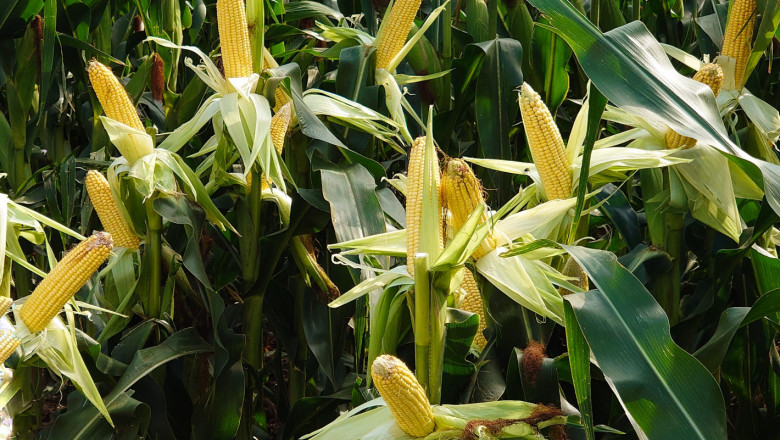 Сушата редуцира добивите от царевица с 20 %, но пак се чакат до 800 кг/дка