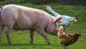ЕС разреши във фуража за свине да има животински продукти