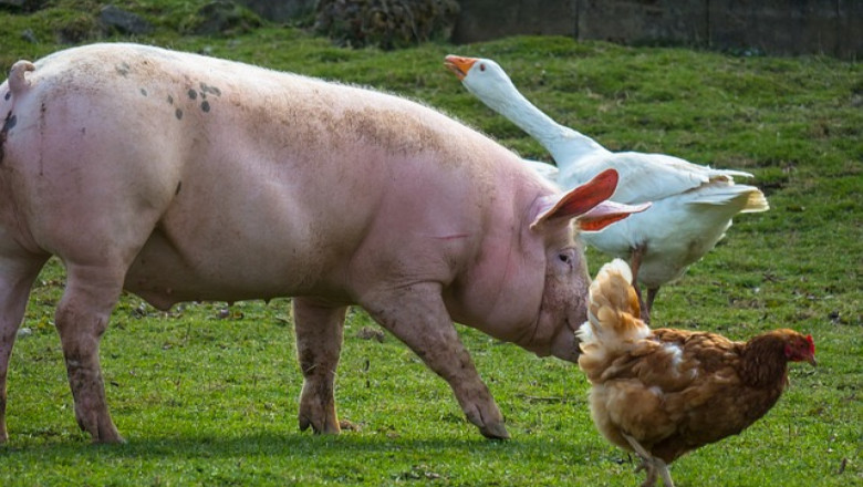 ЕС разреши във фуража за свине да има животински продукти