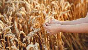 Борси: Зърното продължава да гони рекордни цени
