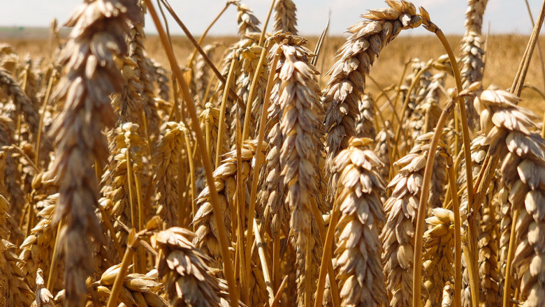 Производител: Стремглав ръст на цената на пшеницата