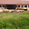 Овцевъдна ферма търси работник - Агро Борса