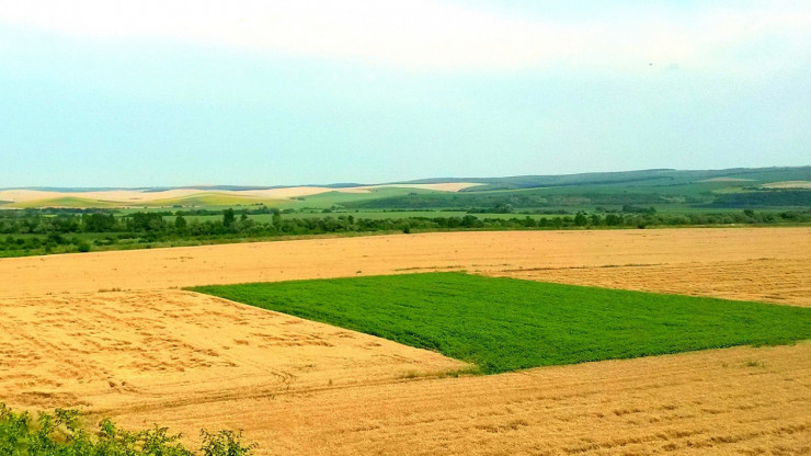 Купувам земеделска земя в община Павликени - Снимка 1
