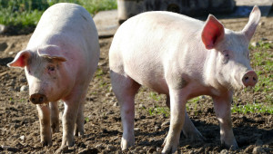 Ново огнище на чума по свинете, но в „заден двор“