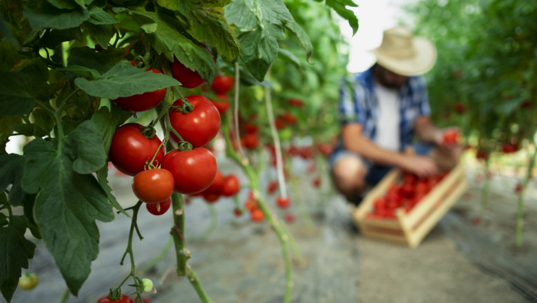 Агроиновации: Създава се наръчник за по-устойчиво земеделие