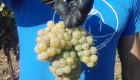 Продавам винено грозде Тамянка, Шардоне, Сира - Снимка 1