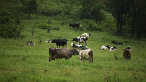 Предложение: Обработваеми земи да се разпределят на животновъди подобно на пасищата