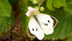 Бяла зелева пеперуда - Pieris brassicae L.