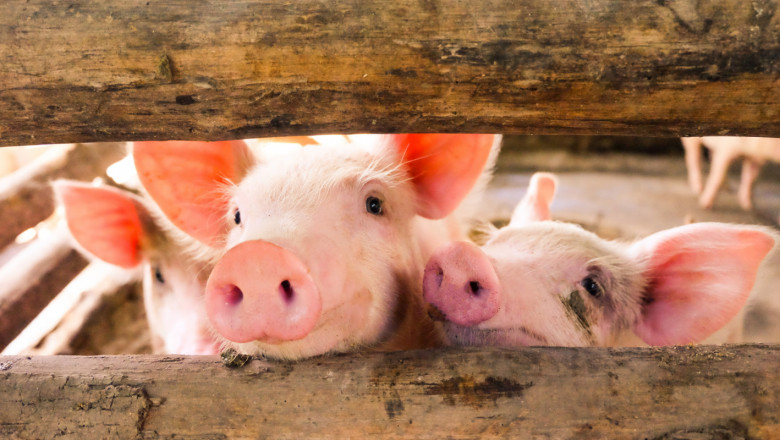 Хванати са 14 нерегистрирани животновъдни обекта край Красново