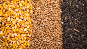 Ръст на всички средни добиви от зърнените култури у нас
