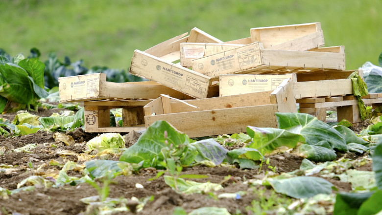 Реколтата на открито: Невиждан спад от 5 години при основните зеленчуци