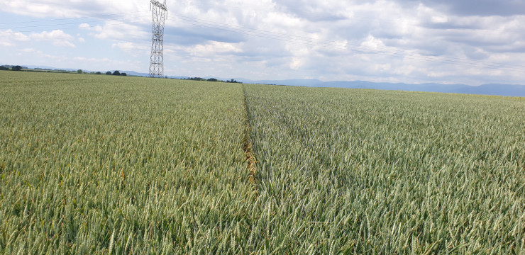 Семена Пшеница И Ечемик - Снимка 1