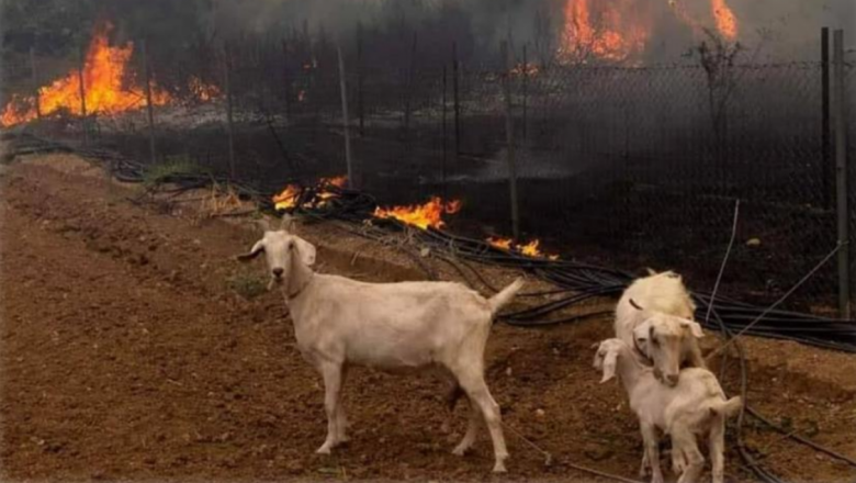 Съвети за животновъди при възникване на пожар