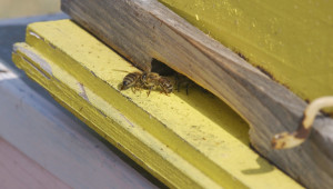 Подготовка на пчелите за зимата с твърда храна с 25% белтъчно съдържание