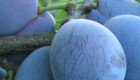 Продавам сливи и грозде за ракия - Снимка 2