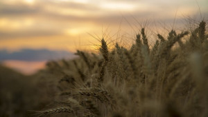 Рекордно потребление на зърно през сезон 2021/2022