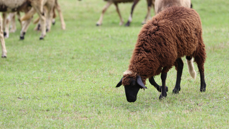 Овце и кози се задържат до 19 септември