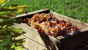 Белите винени сортове се изкупуват на 0,90 лв./кг, а за червените още няма цена - Agri.bg