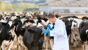 България е за баланс при ограничаване на антибиотиците в животновъдството