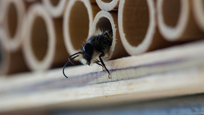 7 култури, които не могат без опрашване от пчели