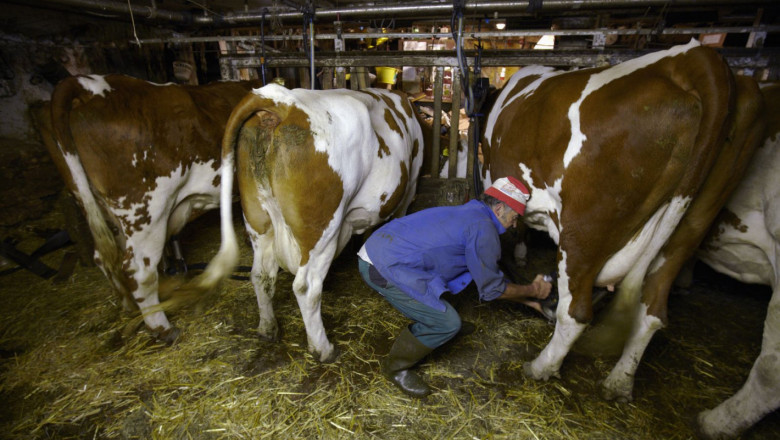 Мастит: Най-застрашени са кравите, които се отглеждат свободно боксово на слама