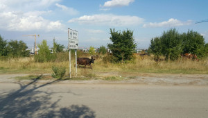 Стадо крави "регулира" движението на оживен път - Снимка 3