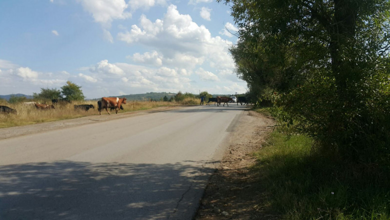 Стадо крави "регулира" движението на оживен път