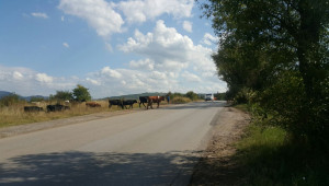 Стадо крави "регулира" движението на оживен път - Снимка 1