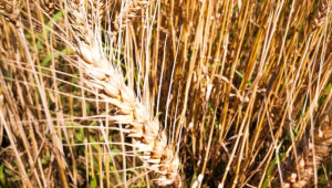 При биологичното производство се ражда пшеница с много високо качество - Снимка 1