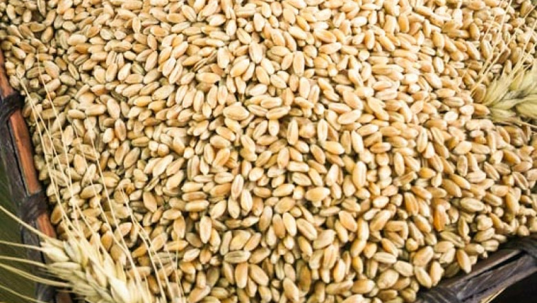 При биологичното производство се ражда пшеница с много високо качество