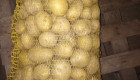 Семена картофи и картофи за консумация - Снимка 1