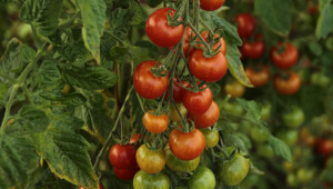 Производствени данни: При доматите всичко е на минус